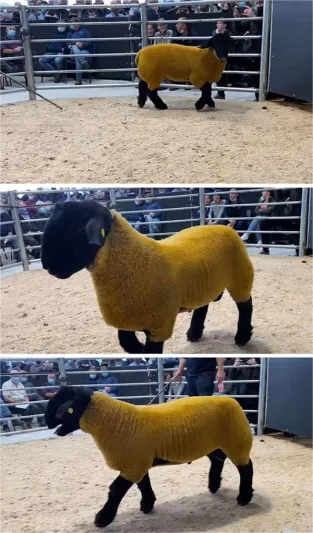 كبش ذهبي يباع بـ 194 ألف ريال في مزاد علني (فيديو)