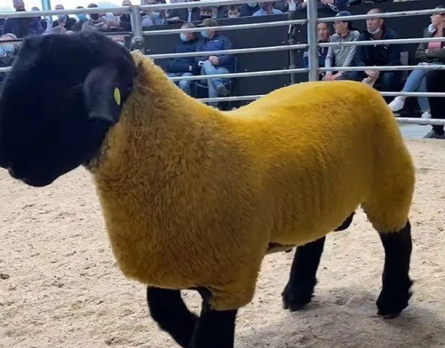 كبش ذهبي يباع بـ 194 ألف ريال في مزاد علني (فيديو)