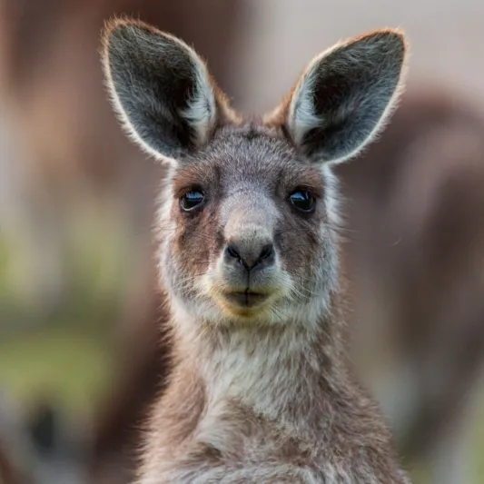 اعتقال سعوديين بعد ذبحهم لحيوان الكنغر وطبخه على طريقة الماندي! (فيديو)