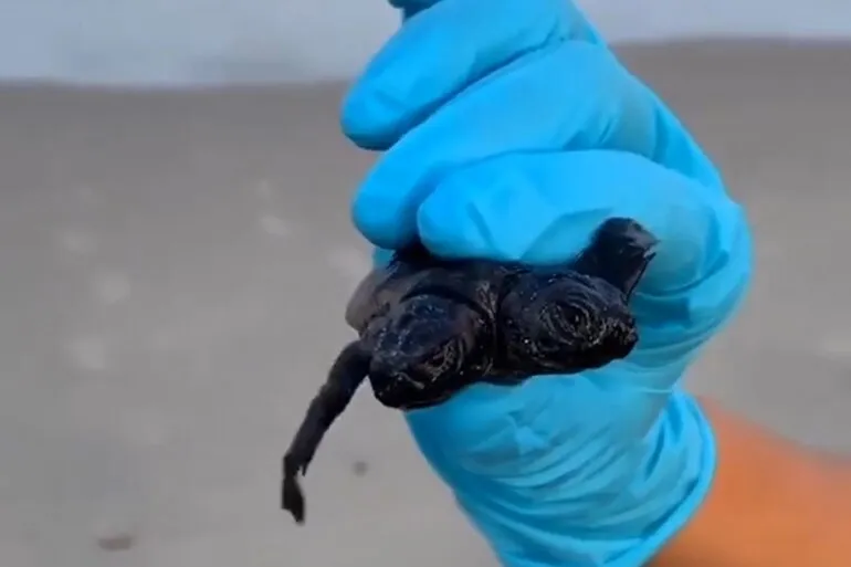 العثور على سلحفاة بحرية نادرة برأسين (فيديو)