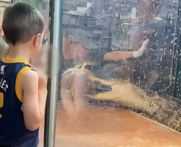 سائح يخرج سيدة من فكي تمساح وينقذها من موت محقق! (فيديو)