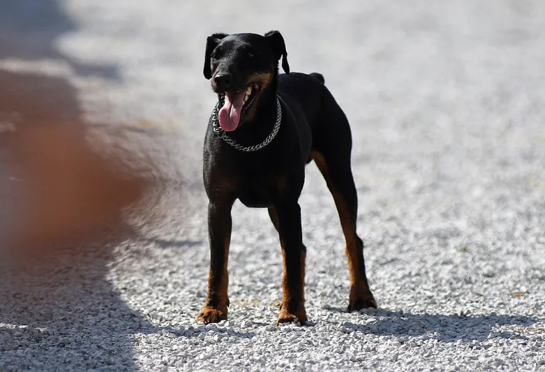 كلب يقطع 380 كيلومتراً ليعود لصاحبه