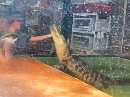 سائح يخرج سيدة من فكي تمساح وينقذها من موت محقق! (فيديو)