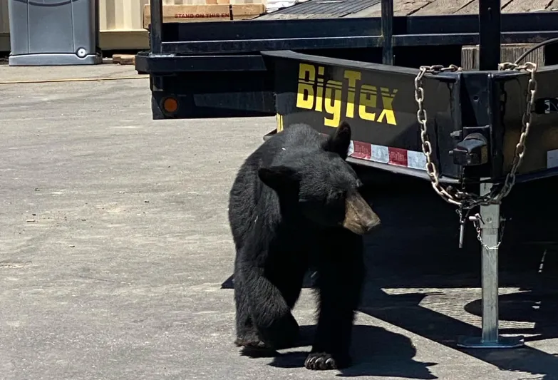 ماذا يفعل دب ضخم داخل متجر في لوس أنجلوس؟! (فيديو) 