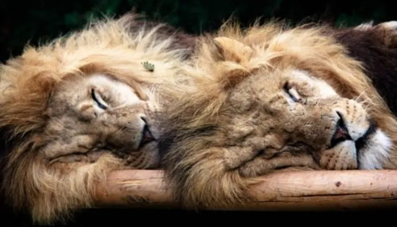 العثور على أسدين نائمين منذ 43 ألف عام (فيديو)