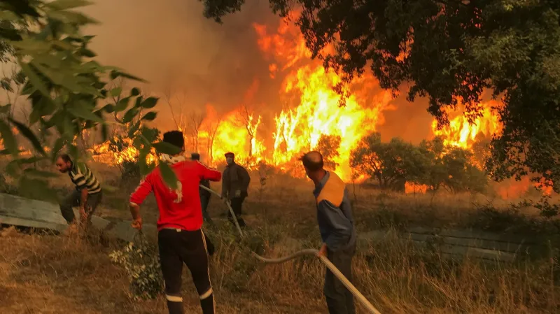 كائنات غريبة تظهر في حرائق غابات الجزائر (فيديو)