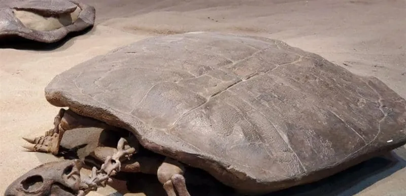 اكتشاف سلحفاة بحجم الإنسان كانت تعيش في عصر الديناصورات
