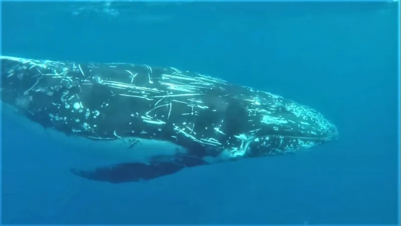 على طريقة أفلام السينما حوت ضخم يراقب ركاب سفينة (فيديو)