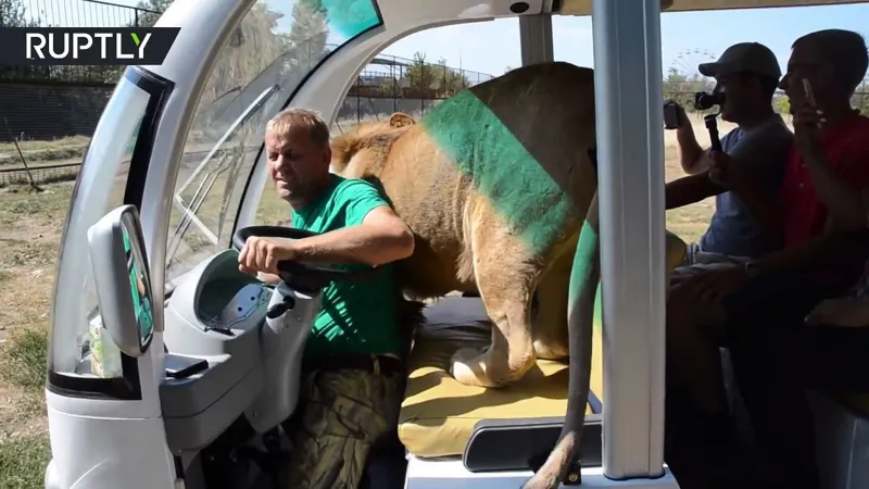 أسد يقفز إلى عربة مليئة بالسياح في جولة سفاري (فيديو)