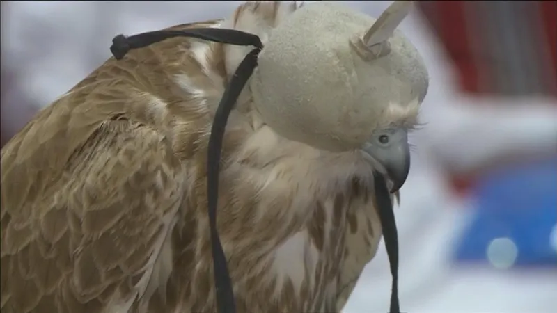 بيع أغلى صقر في العالم مقابل مليون و750 ألف ريال