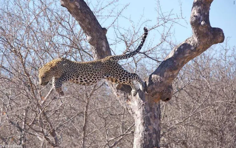 شاهد لقطات مذهلة لانقضاض نمر على غزال 