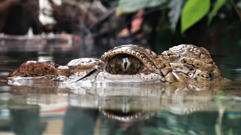 مغامرة أم انتحار؟ شاهد فتاة معلقة بالحبال تعبر نهرًا مليئًا بالتماسيح الجائعة