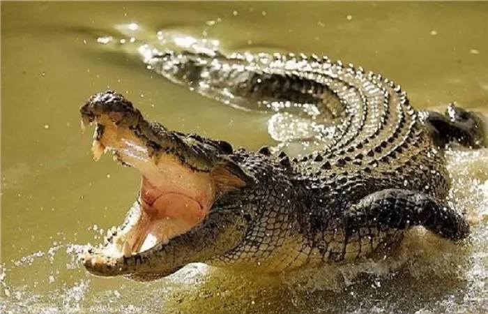 مغامرة أم انتحار؟ شاهد فتاة معلقة بالحبال تعبر نهرًا مليئًا بالتماسيح الجائعة