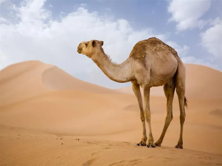 طفل ركل ناقة فتفاجأ برد فعل صادم ! (فيديو)