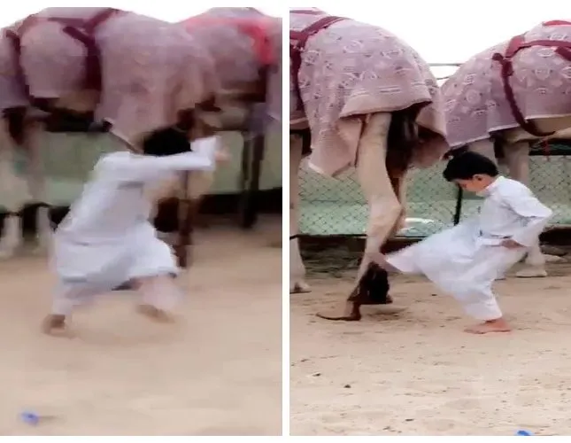 طفل ركل ناقة فتفاجأ برد فعل صادم ! (فيديو)