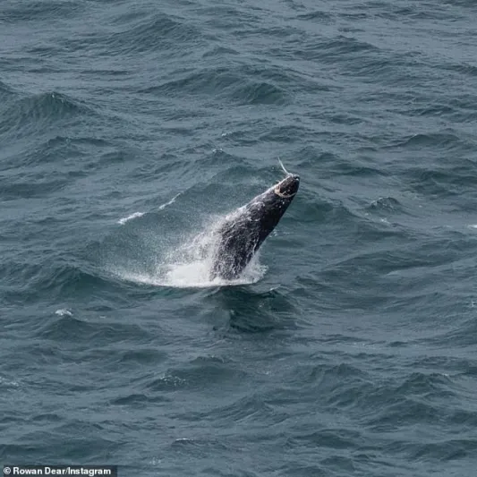 صور مفجعة لحوت ملفوف بشبكة حول فمه في مهمة إنقاذ مستحيلة