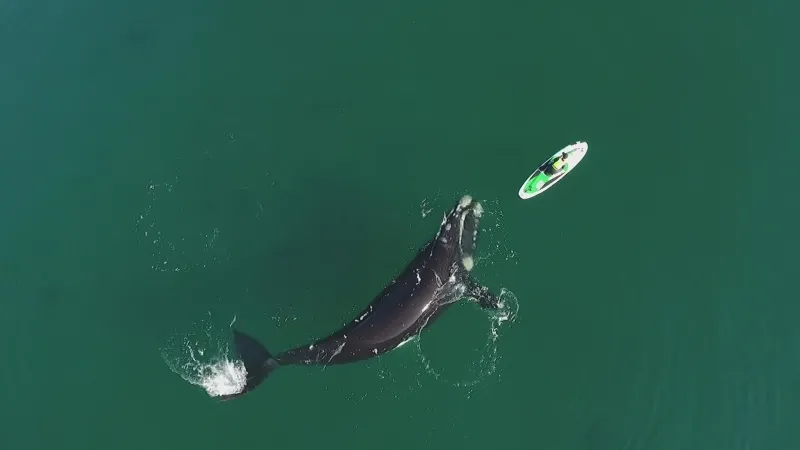 حوت فضولي يدفع قارباً صغيراً في لقطات نادرة (فيديو)