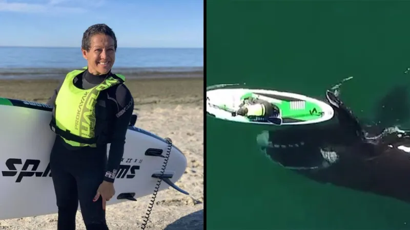 حوت فضولي يدفع قارباً صغيراً في لقطات نادرة (فيديو)