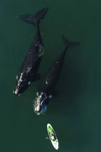 حوت فضولي يدفع قارباً صغيراً في لقطات نادرة (فيديو)