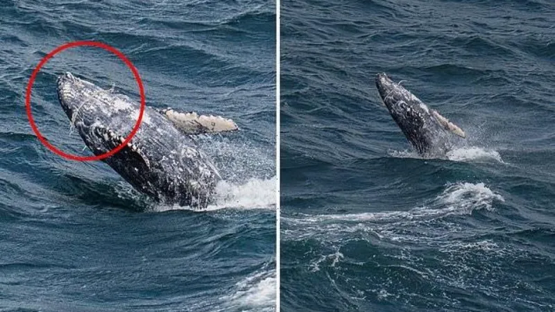 صور مفجعة لحوت ملفوف بشبكة حول فمه في مهمة إنقاذ مستحيلة