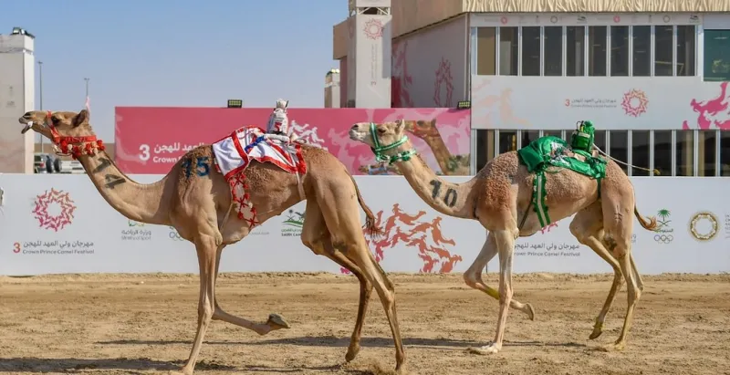 ختام مهرجان ولي العهد للهجن يسجل أرقامًا قياسية 