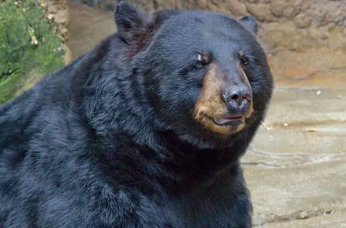 دب ضخم يقتحم قاعة دراسة ويثير الرعب (فيديو)