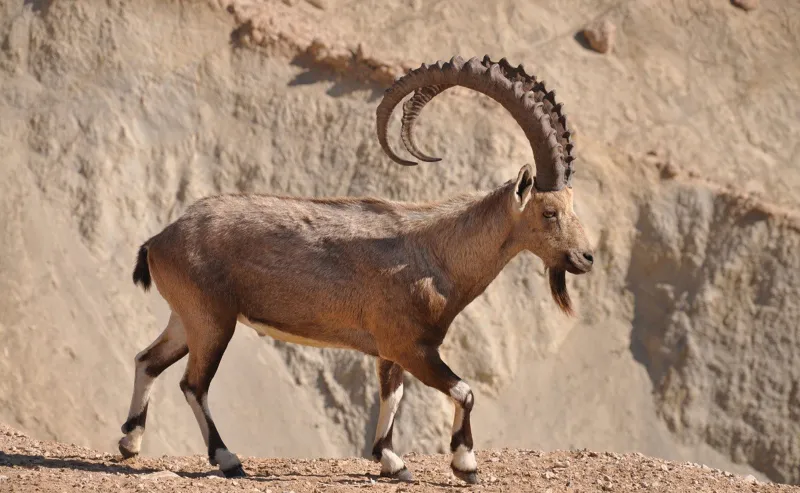 الشرطة تعتقل سعوديين تباهيا بذبح «وعل» (فيديو)