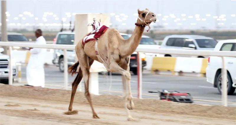 ختام مهرجان ولي العهد للهجن يسجل أرقامًا قياسية 