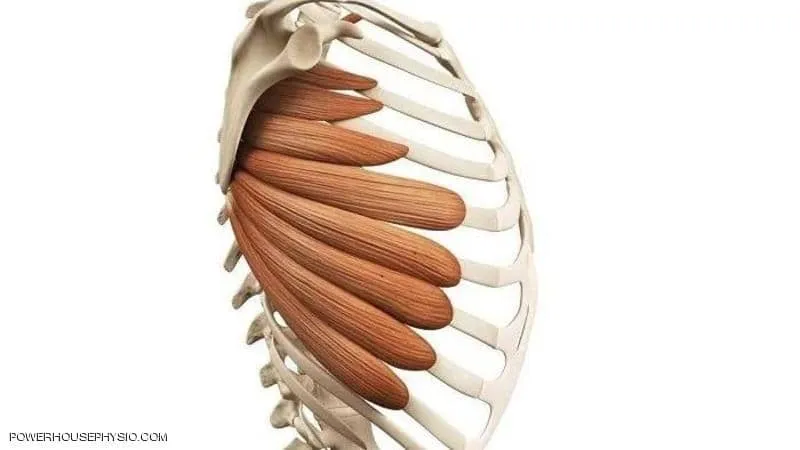 أقرب للخياشيم! ما السر وراء عضلات محمد صلاح الغريبة؟ (فيديو)