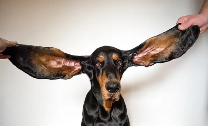 غرائب موسوعة غينيس للأرقام القياسية لعام 2022 (فيديو)