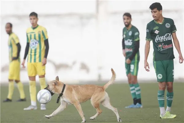 كلب يقتحم الملعب ويسجل هدفًا برأسه! (فيديو)
