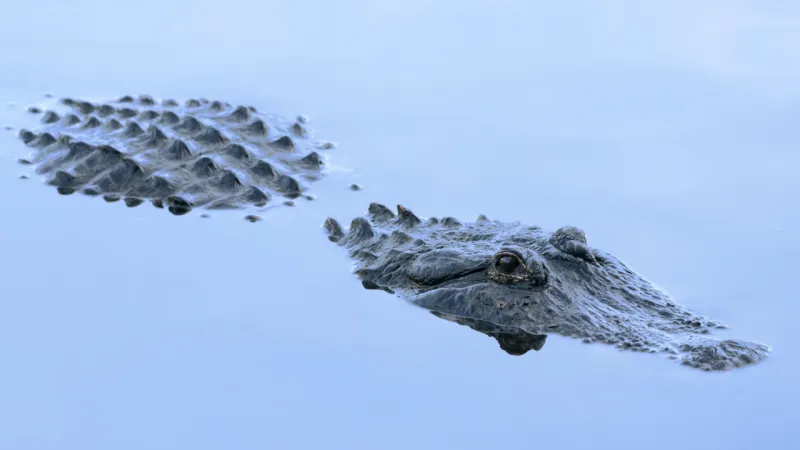 سيدة تنجو بأعجوبة من فكي تمساح (فيديو)