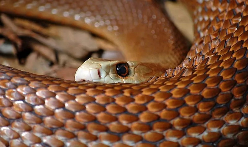 رجل ينجو من لدغة أفعى بعد هجوم شرس (فيديو)