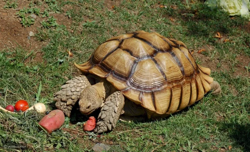 هذا سر السلاحف الراكضة بسرعة التي حظيت بملايين المشاهدات حول العالم  (فيديو)