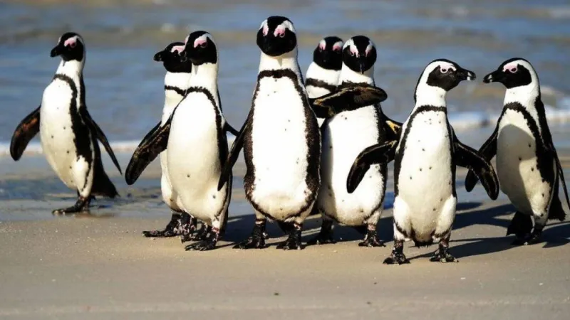 هجوم لسرب نحل يتسبب في مذبحة للبطاريق النادرة