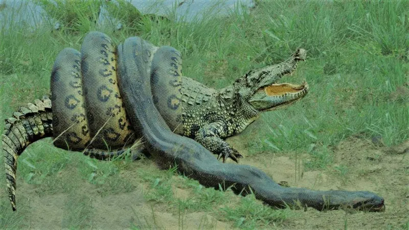   شاهد معركة نادرة بين تمساح عملاق وأناكوندا ضخمة (فيديو)