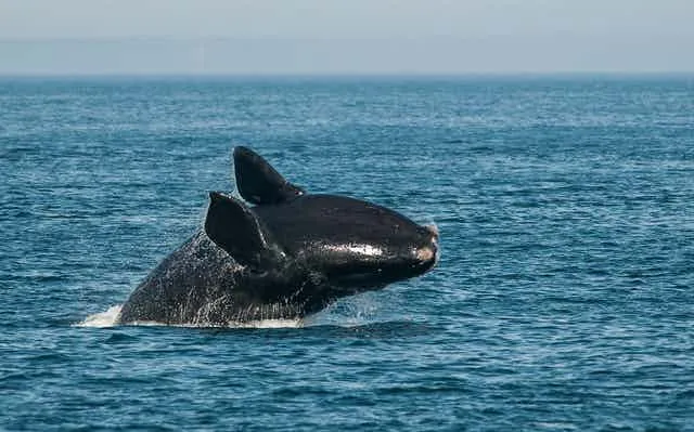 لحظة إنقاذ صياد لحوت ضخم مقيد في قاع البحر 