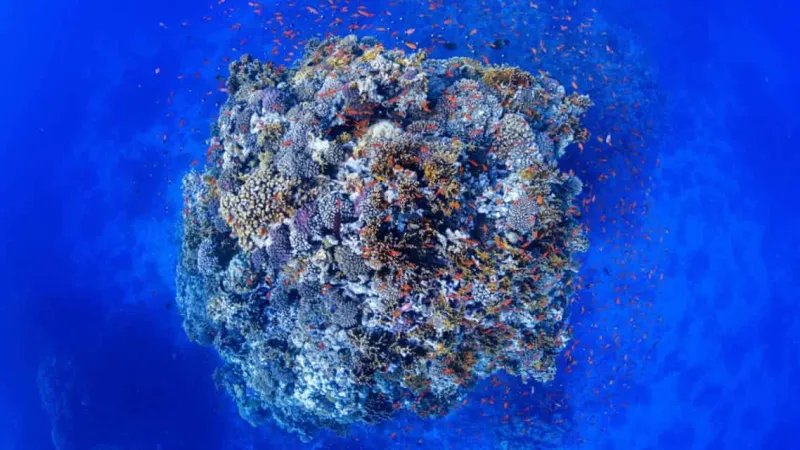 اكتشاف كائنات بحرية نادرة في «نيوم »