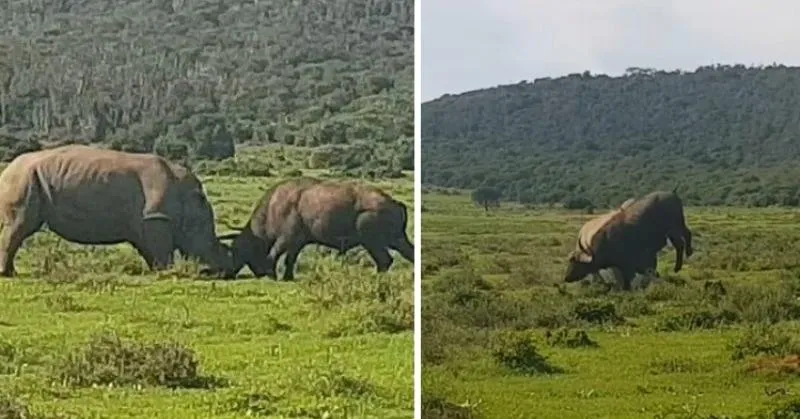 قتال العمالقة بين وحيد القرن وجاموس يزن طنًا! (فيديو)