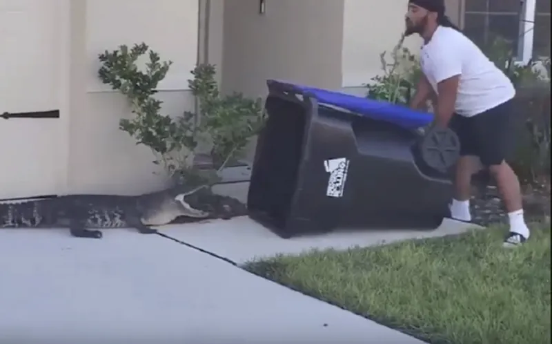 حاوية قمامة تنقذ أسرة أمريكية من تمساح ضخم