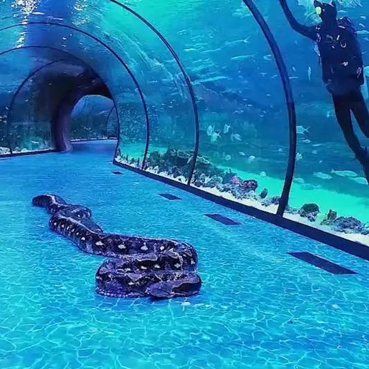 أكبر أفعى في العالم تنتظر زوارها في أبو ظبي (فيديو)