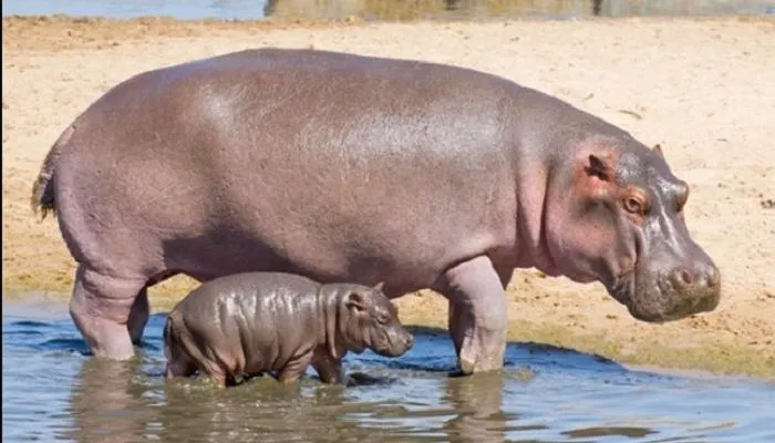 لماذا تعقم كولومبيا أفراس النهر التي كان يمتلكها بابلو إسكوبار؟