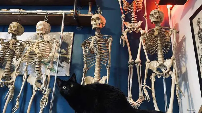 معرض لبيع الجماجم والهياكل والعظام البشرية.. فمن يشتري؟