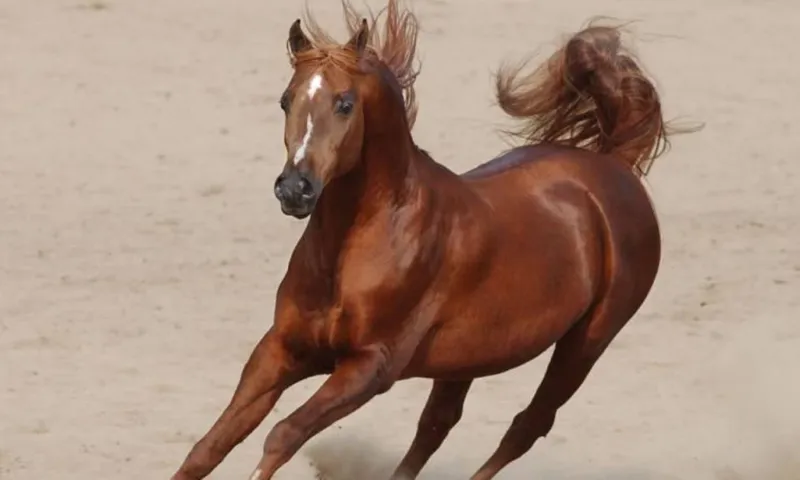 شاهد ماذا يحدث عندما يصطدم حصان جامح بسيارة؟