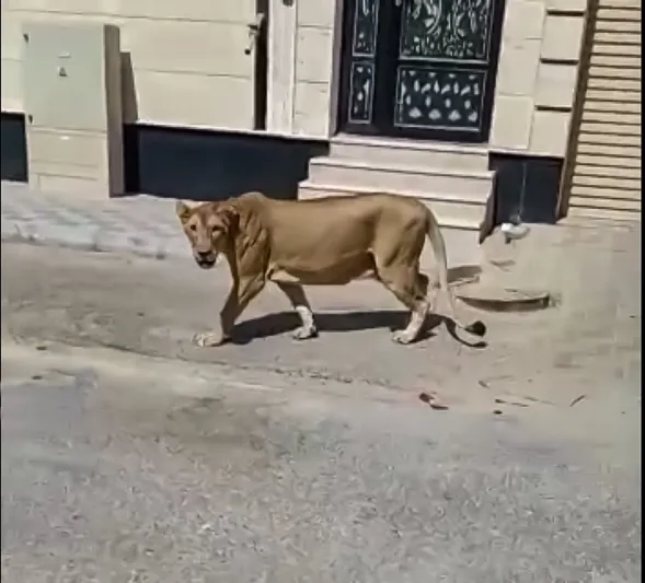 السيطرة على أسد طليق في شوارع مدينة الخبر (فيديو)