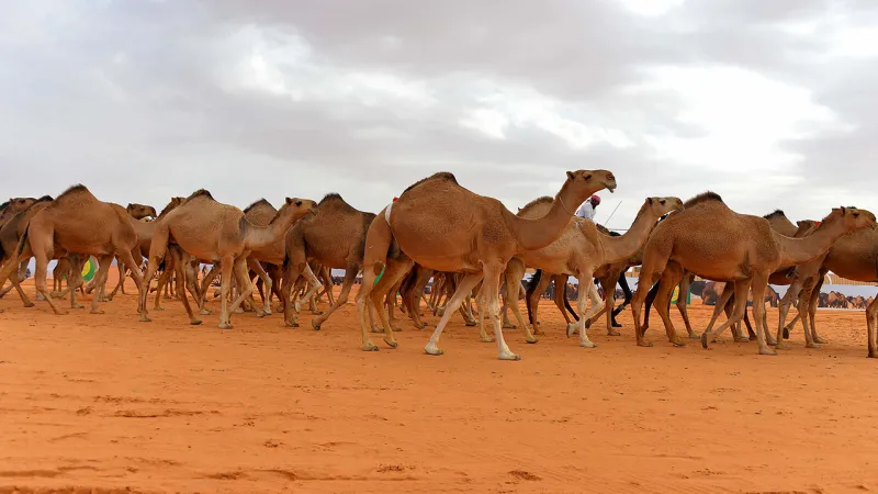افتتاح الموسم الثاني من مزاد الإبل في السعودية 