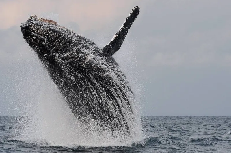 البشر سيتحدثون إلى الحيتان في هذا التاريخ!