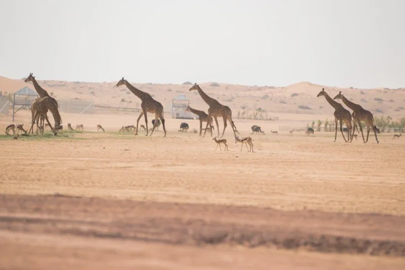 عش تجربة مثيرة في الأدغال بمنطقة سفاري موسم الرياض (فيديو)