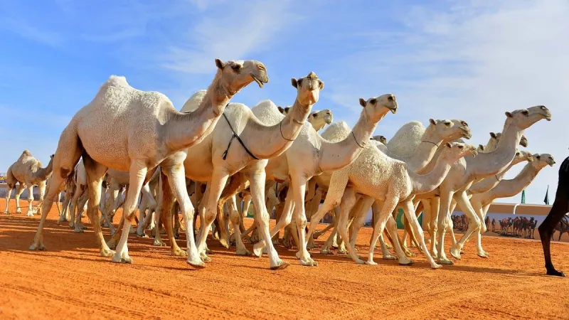 الشرطة تُوقف وافدًا تخصص في تجميل الإبل