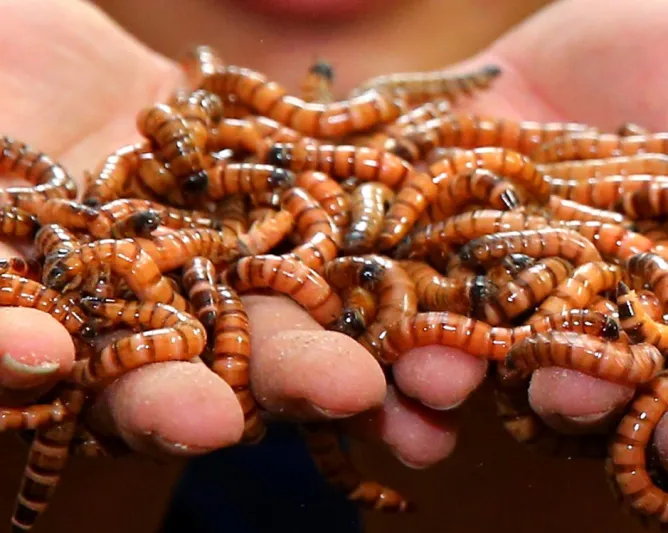 أكل الديدان وحمية الهواء.. أغرب طرق لخسارة الوزن في العالم